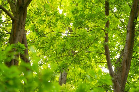 Baum schneiden lassen: Kosten, Genehmigung und der richtige Zeitpunkt
