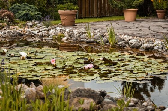 Gartenteich anlegen lassen: Kosten, Typen und Planung