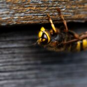 Detailed macro image of a European hornet on a textured wooden surface.
