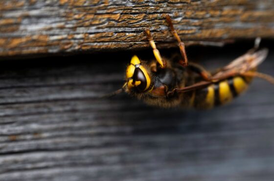 Wespennest entfernen lassen: Kosten und wer zuständig ist