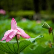 A beautiful pink lotus flower with raindrops on its petals, surrounded by vibrant green leaves.