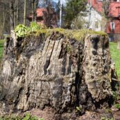 Large tree stump surrounded by grass in a residential garden on a sunny day.