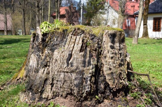 Baumstumpf entfernen lassen: Kosten und Methoden im Überblick