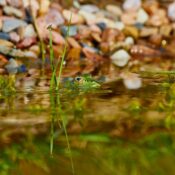 A green frog camouflaged in a pond with rocks and plants in Flonheim, Germany.