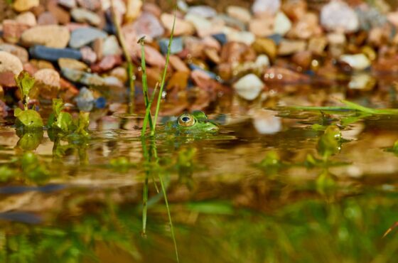 Gartenteich warten lassen: Kosten und wann ein Fachbetrieb hilft