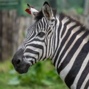 Detailed close-up of a zebra with ear tag in a natural setting, showcasing unique stripe pattern.