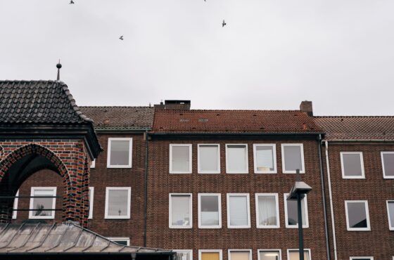 Taubenabwehr am Haus: Wer hilft und was es kostet