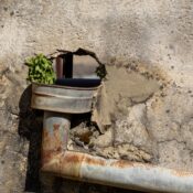 A rusty drain pipe embedded in a weathered wall with green foliage emerging through a hole.