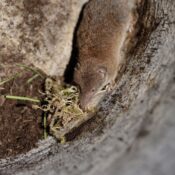 Detailed macro shot of a shrew in its burrow surrounded by moss, showcasing natural wildlife.