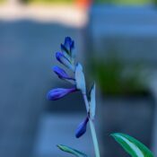 Close-up of budding purple plant with blurred background, captured outdoors in Coesfeld, Germany.