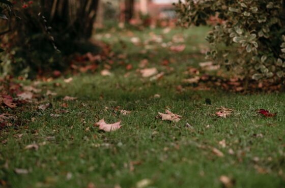 Rasen vertrocknet: Wann der Gartenbaubetrieb helfen sollte