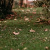 A tranquil garden scene showcasing lush grass and autumn leaves creating a peaceful atmosphere.