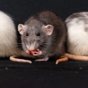 Three domestic rats, including a gray rat, enjoying a snack in a close-up shot.