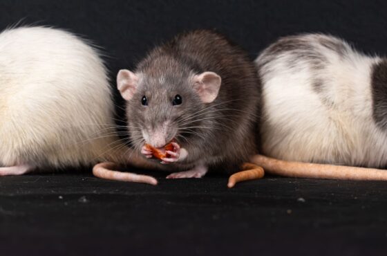 Ratten oder Mäuse im Haus: Wann der Schädlingsbekämpfer helfen muss