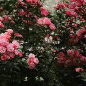 Vibrant pink roses blooming amid lush green foliage, capturing the essence of spring's beauty.