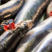 A close-up shot of raw sardines freshly caught and laid out, perfect for seafood enthusiasts.