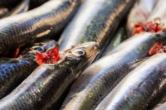 Silberfische im Bad oder Keller: Ursachen und was wirklich hilft