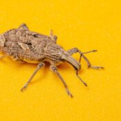 Close-up macro photograph of a brown weevil on a bright yellow surface, showcasing texture and detail.
