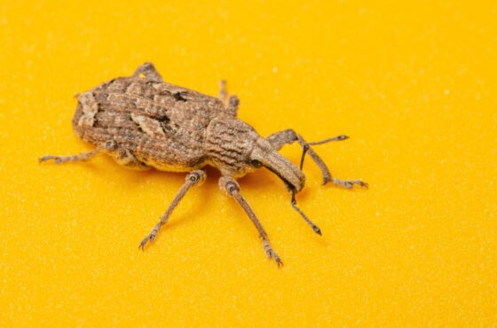 Außenarbeiten bei extremer Hitze: Wann verschieben sinnvoll ist