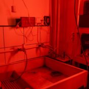 An atmospheric darkroom setup featuring a washbasin and red ambient lighting for processing photos.
