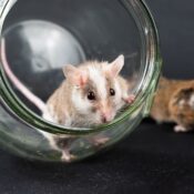 Two cute Natal Multimammate mice exploring a glass jar on a dark background.