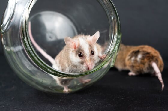 Mäuse oder Ratten im Haus: Wann der Schädlingsbekämpfer muss