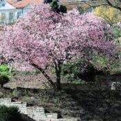 Beautiful cherry blossom tree in full bloom at a spring park in Kassel, Germany.