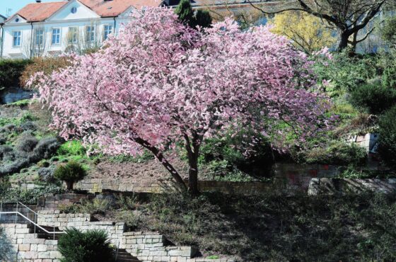 Trockenmauer im Garten bauen lassen: Kosten, Materialien und Ablauf