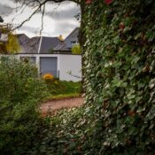 Dense ivy and shrubs near suburban homes under a cloudy sky.
