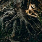 Close-up of tree roots intertwined with soil in a forest, showing texture and organic forms.