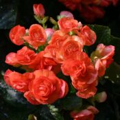 Close-up of vibrant orange begonia flowers with dew, captured in natural light.