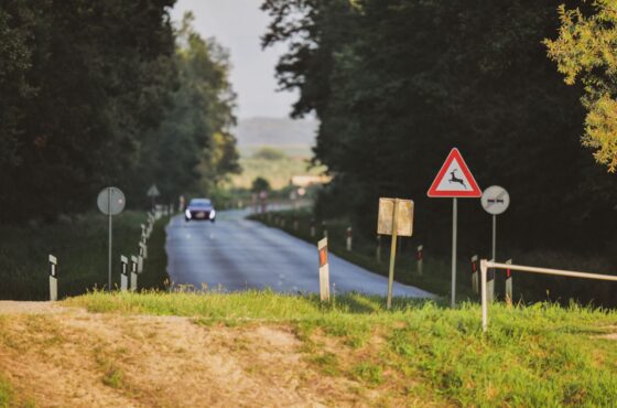 Wildunfall am Auto: Erste Schritte, Reparaturkosten in AT, DE, CH